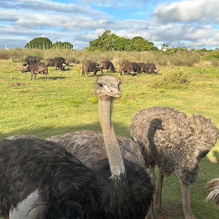 Ostrich Cottage At Les Wings Private Game Farm Groot-Jongensfontein ภายนอก รูปภาพ