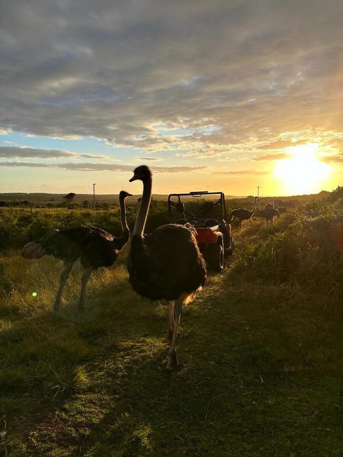 Ostrich Cottage At Les Wings Private Game Farm Groot-Jongensfontein ภายนอก รูปภาพ